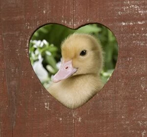 Images Dated 23rd May 2012: 1 week old duckling - peering through wooden heart ornament