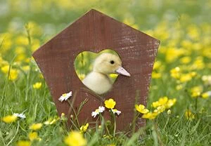 Images Dated 23rd May 2012: 1 week old duckling - peering through wooden heart ornament