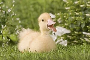 Images Dated 23rd May 2012: 1 week old duckling - quacking