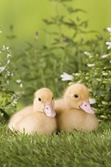 Images Dated 23rd May 2012: 1 week old ducklings