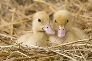 Images Dated 23rd May 2012: 1 week old ducklings