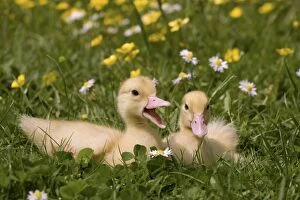 Images Dated 23rd May 2012: 1 week old ducklings - quacking