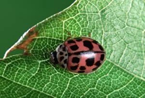 Images Dated 13th June 2007: 10-spot Ladybird