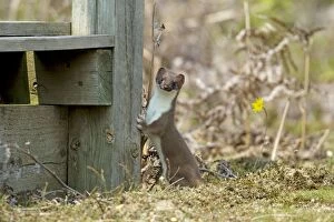 Stoats Gallery: Stoat