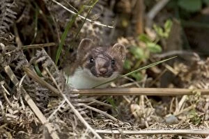 Stoats Gallery: Stoat