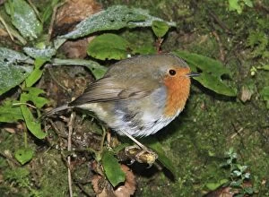 Images Dated 13th January 2012: Robin