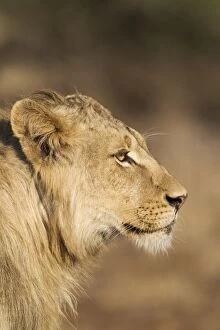 Images Dated 18th September 2010: Lion