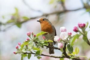 Blossoming Gallery: Robin