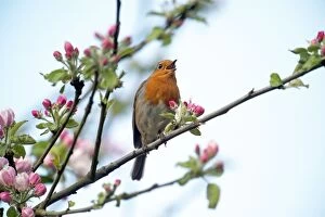 Blossoming Gallery: Robin