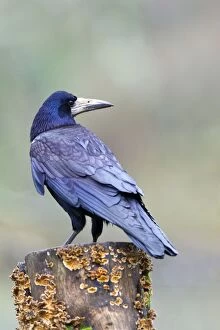 Images Dated 3rd February 2013: Rook