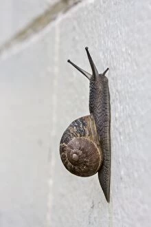 Images Dated 25th September 2013: Snail