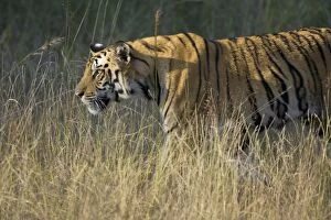 Images Dated 4th November 2010: Tiger