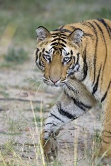 Images Dated 5th November 2010: Tiger