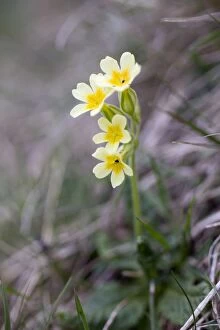 Images Dated 29th May 2012: Oxlip