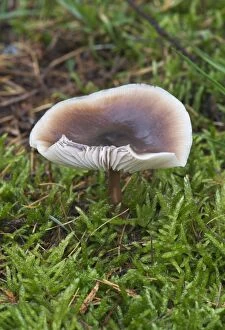 Images Dated 13th November 2012: Fungi