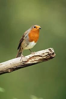 Images Dated 14th August 2011: Robin