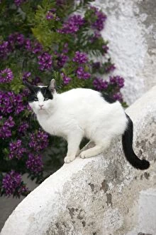 Images Dated 10th April 2012: Cat