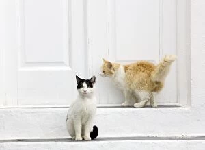 Images Dated 10th April 2012: Cats