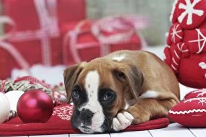 Boxers Gallery: Dog