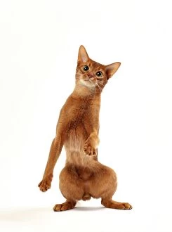 On Back Legs Gallery: Cat