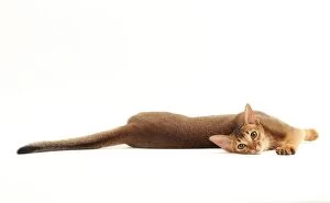 Abyssinian Gallery: Cat