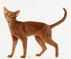 Abyssinians Gallery: Cat
