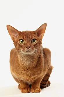 Abyssinian Gallery: Cat