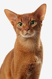 Abyssinians Gallery: Cat