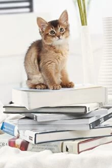 Book Gallery: Cat