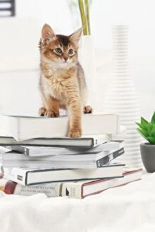 Books Gallery: Cat