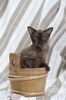 Bucket Gallery: Cat
