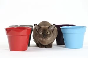 Flowerpots Gallery: Cat
