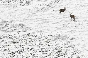 Elaphus Prints: 13131030