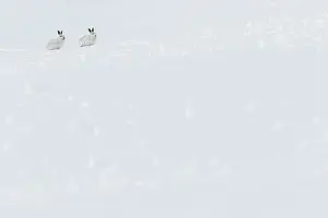 13131034