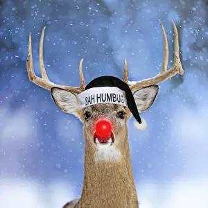 Rudolph Prints: 13131043