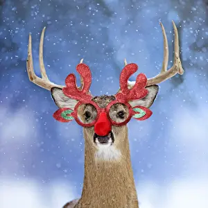 Rudolph Prints: 13131046