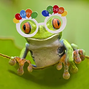 Frogs Collection: 13131049