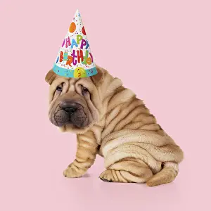 Celebrations Prints: 13131148