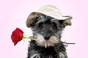 Schnauzer Prints: 13131152