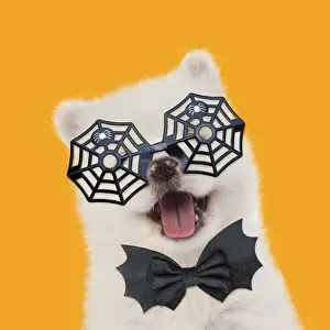Samoyed Prints: 13131160