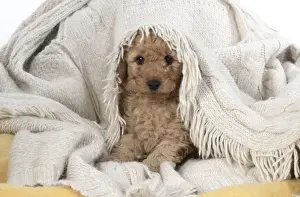 Cavapoos Prints: 13131164