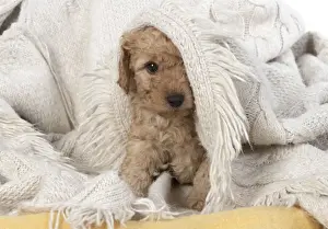 Cavapoos Prints: 13131165