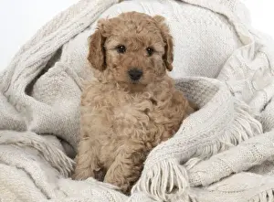 Cavapoos Prints: 13131166