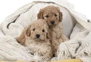 Cavapoos Prints: 13131168