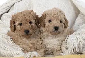 Cavapoos Prints: 13131169