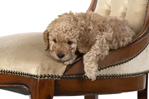 Cavapoos Prints: 13131174