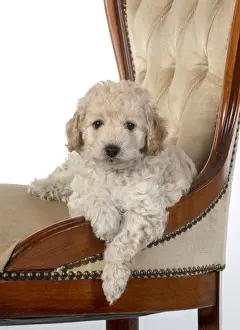 Cavapoos Prints: 13131175