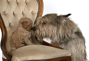 Cavapoos Prints: 13131176