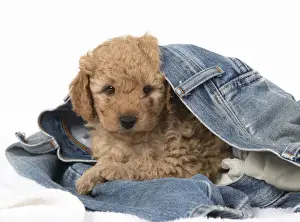 Cavapoos Prints: 13131180