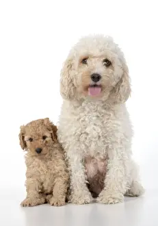 Cavapoos Prints: 13131182